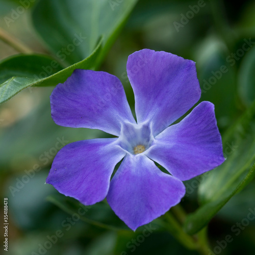 Lesser Periwinkle 