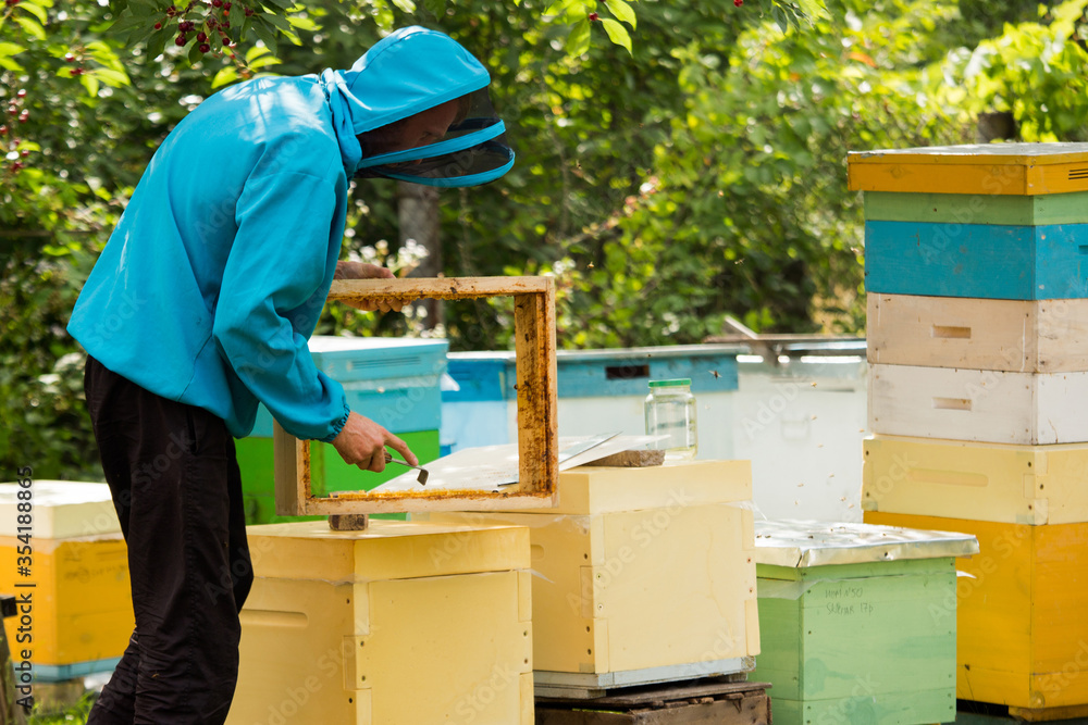 beekeeper cleans wax with hive tool from box. Processing hives. Works on the apiary. Beekeeping. beekeeper cleans wax with hive tool from box. Processing hives. Works on the apiary. Beekeeping.