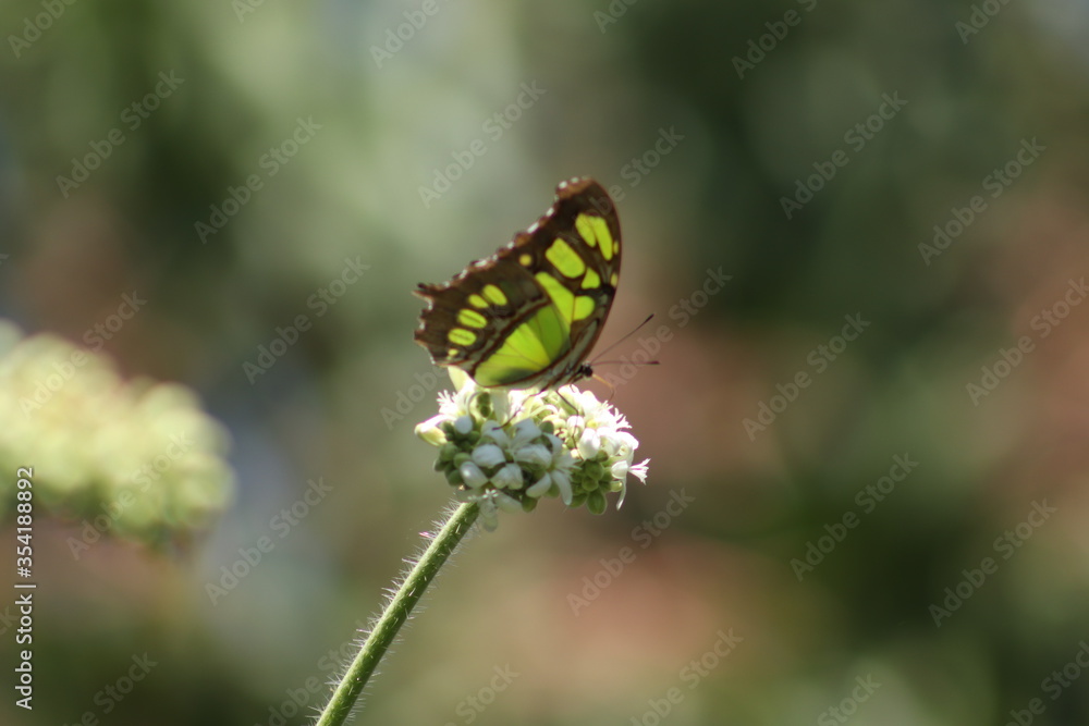 mariposa alas verdes mariposa alas verdes