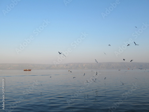 Tablou pe pânză Seagulls flying over the water during sunset over the Sea of Galilee, Tiberias,