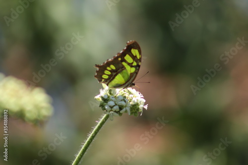mariposa alas verdes © VctorHugo