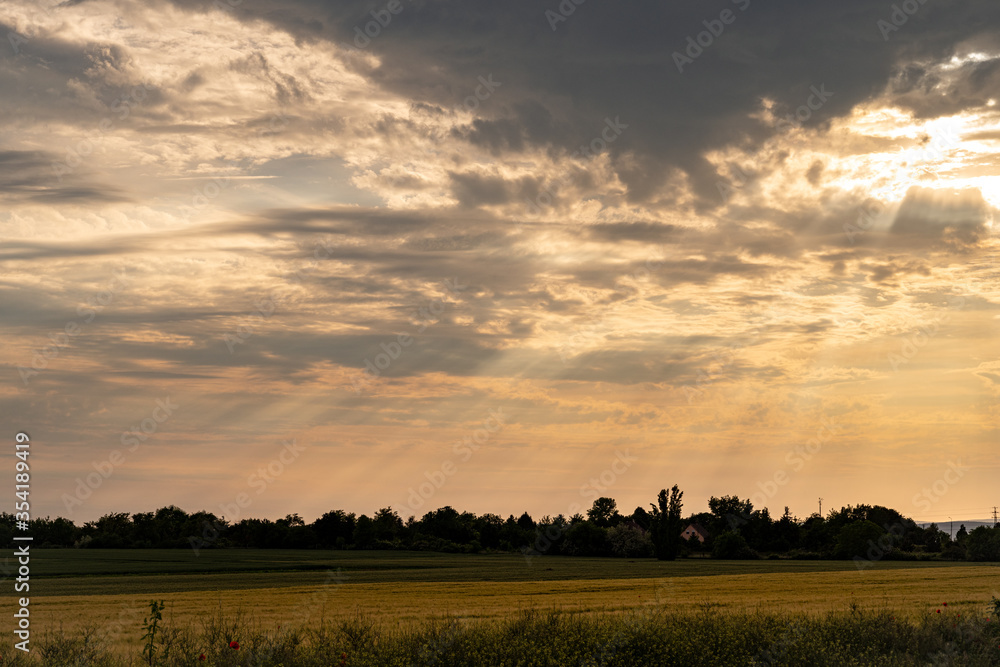 Green wheat field in Europe, Hungary at the end of May Green wheat field in Europe, Hungary at the end of May