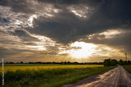 Green wheat field in Europe, Hungary with a road in sunset at the end of May