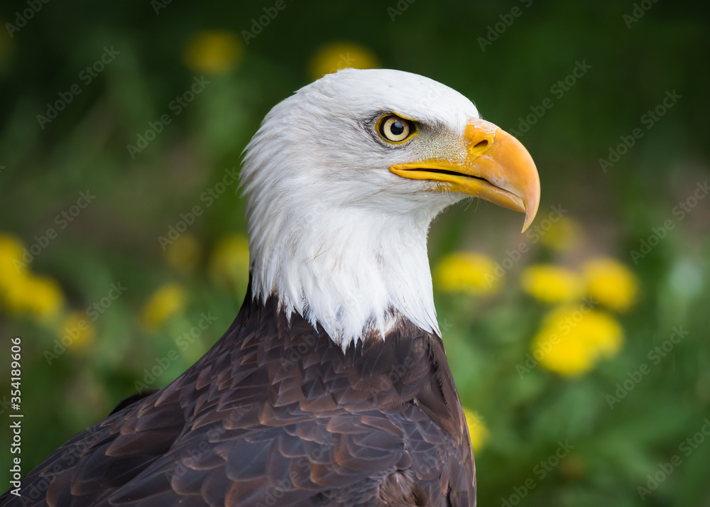 Obraz premium A bald eagle at a wildlife rescue centre in Coaldale, Alberta.