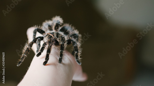 child holds spider on arm. terrible fear of spiders. Arachnophobia.