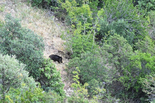 Scrofa di Cinghiale con cuccioli nel bosco photo