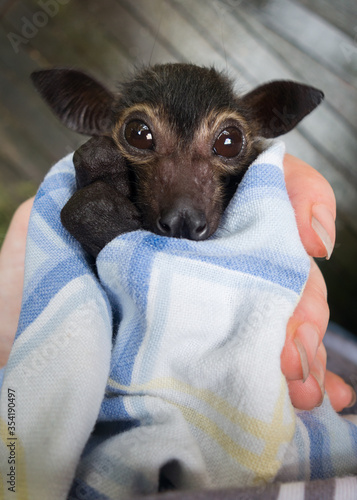 Dobby is an orphaned Spectacled Flying Fox being cared for at a wildliife hospital in Kuranda, Queensland.  Although popular with tourists, flying foxes are a controversial issue among locals.