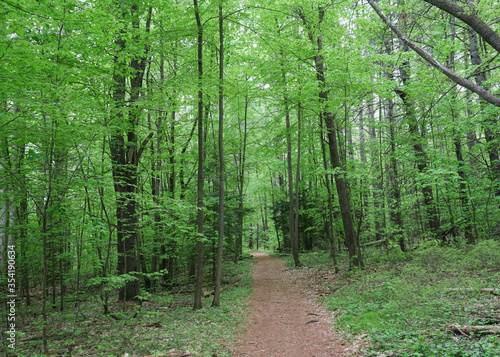 trail inside spring green forest