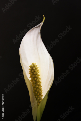 Close-up of a peace lily flower or scapil with black background