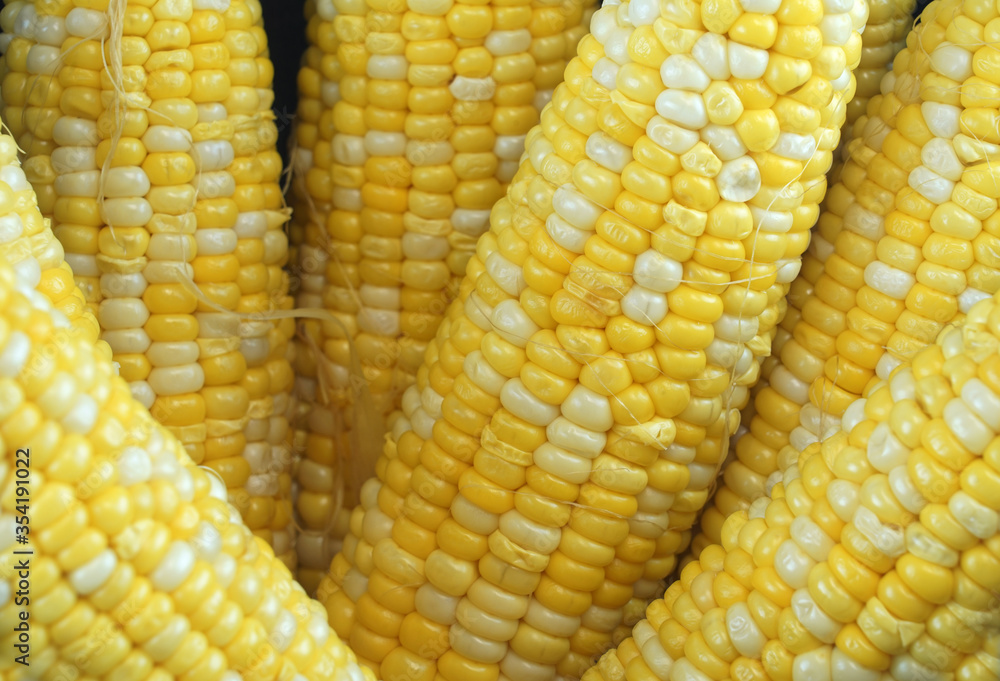 Close up on boiled corn cob Close up on boiled corn cob
