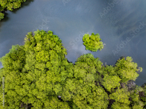 Aerial drone view of river and heavy density mangrove trees in the gulf of Guayaquil, Ecuador. Looking straight down to the forest and the river.
