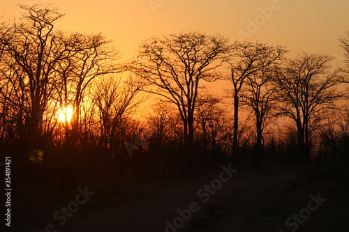 Sunset through trees