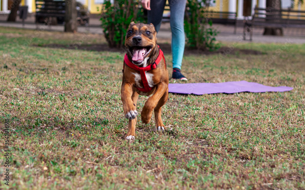 A very cheerful, joyful and positive dog runs very quickly right at the photographer. The girl is doing fitness on the background A very cheerful, joyful and positive dog runs very quickly right at the photographer. The girl is doing fitness on the background