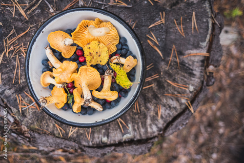 Chanterelles mushrooms in a bowl along with forest berries (blueberry, lingonberry). On a stump covered with fallen pine needles. Foraging on natural ingredients in a wood. photo