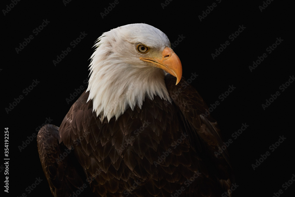 Close-up of a Bald eagle isolated on black background (Haliaeetus leucocephalus) Close-up of a Bald eagle isolated on black background (Haliaeetus leucocephalus)