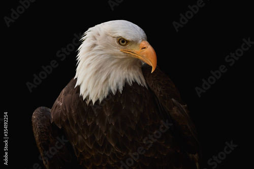 Close-up of a Bald eagle isolated on black background (Haliaeetus leucocephalus)