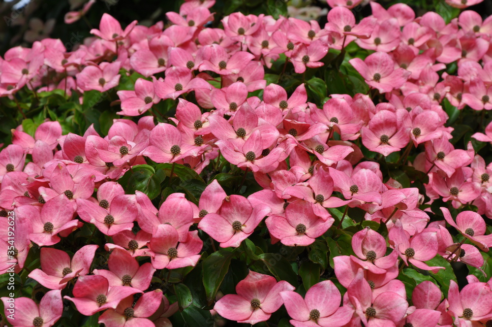Beautiful pink kousa dogwood flowers Beautiful pink kousa dogwood flowers
