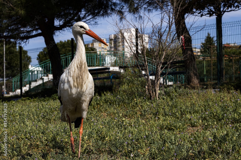 Lost stork in the park during spring.