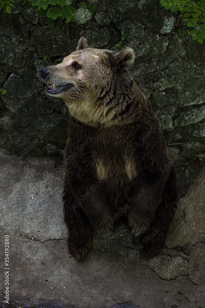 Obraz premium Portrait of a big brown bear.