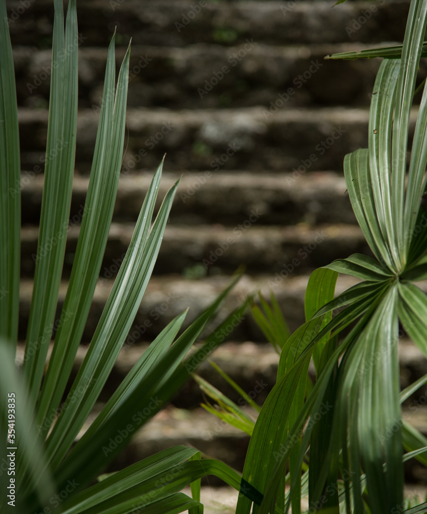 Obraz premium Vegetation of Coba, Mayan ruins at the shadow