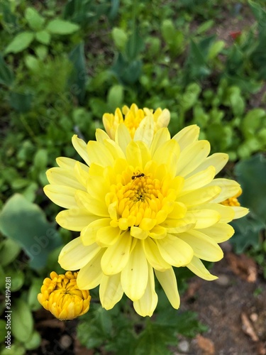 yellow flowers in the garden