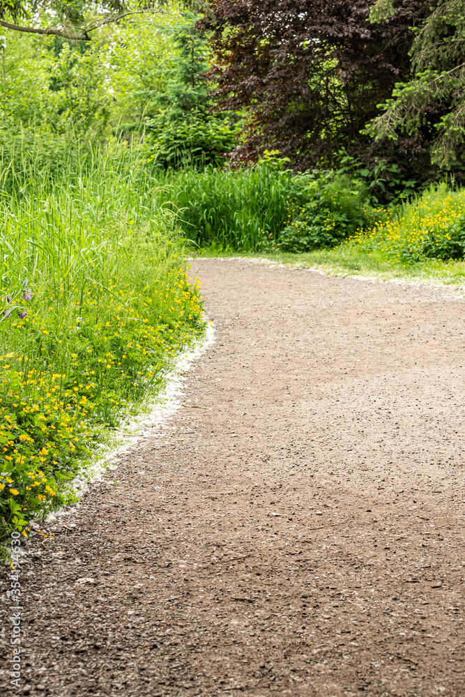 walking trail in the park covered with white Populus on the sides under the green bushes and yellow flowers walking trail in the park covered with white Populus on the sides under the green bushes and yellow flowers