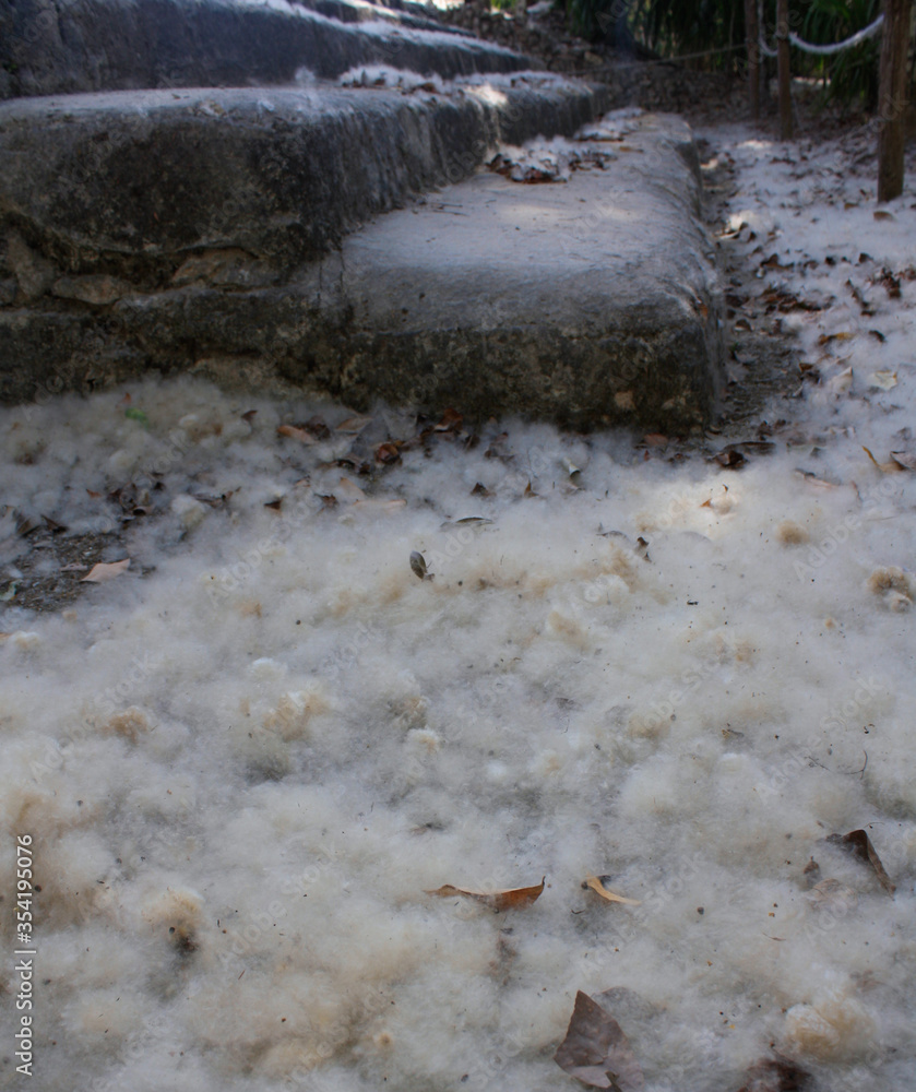 Cotton fallen for the trees on Mayan ruins stairs , Pyramids in Coba, Mexico