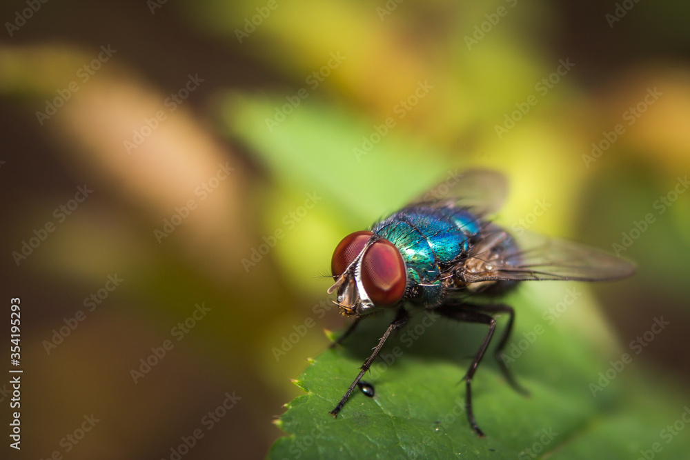 Housefly insect sits on green leaf in the morning Housefly insect sits on green leaf in the morning