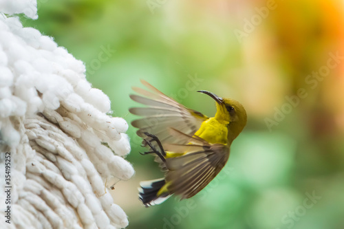 Beautiful flying Bird (Olive-backed Sunbird) gathering to build a nest,Nest builders, Home makers.