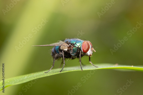 Housefly insect sits on green leaf in the morning