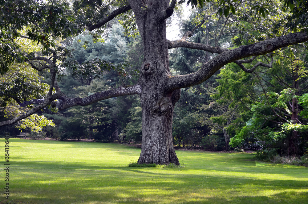 Tree Tree