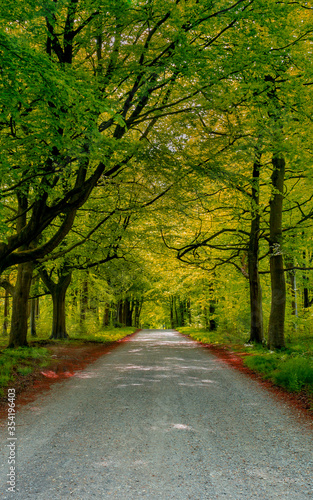 Road in spring forest.