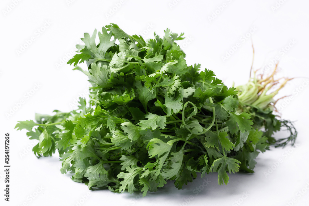 fresh cilantro coriander on white background fresh cilantro coriander on white background