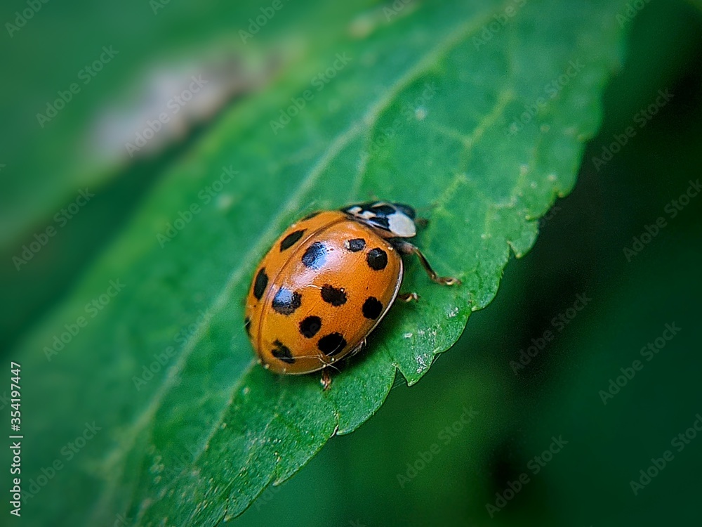 ladybug on leaf ladybug on leaf