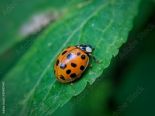 ladybug on leaf © Saverio