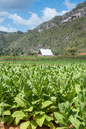 plantación de tabaco en el valle de viñales cuba