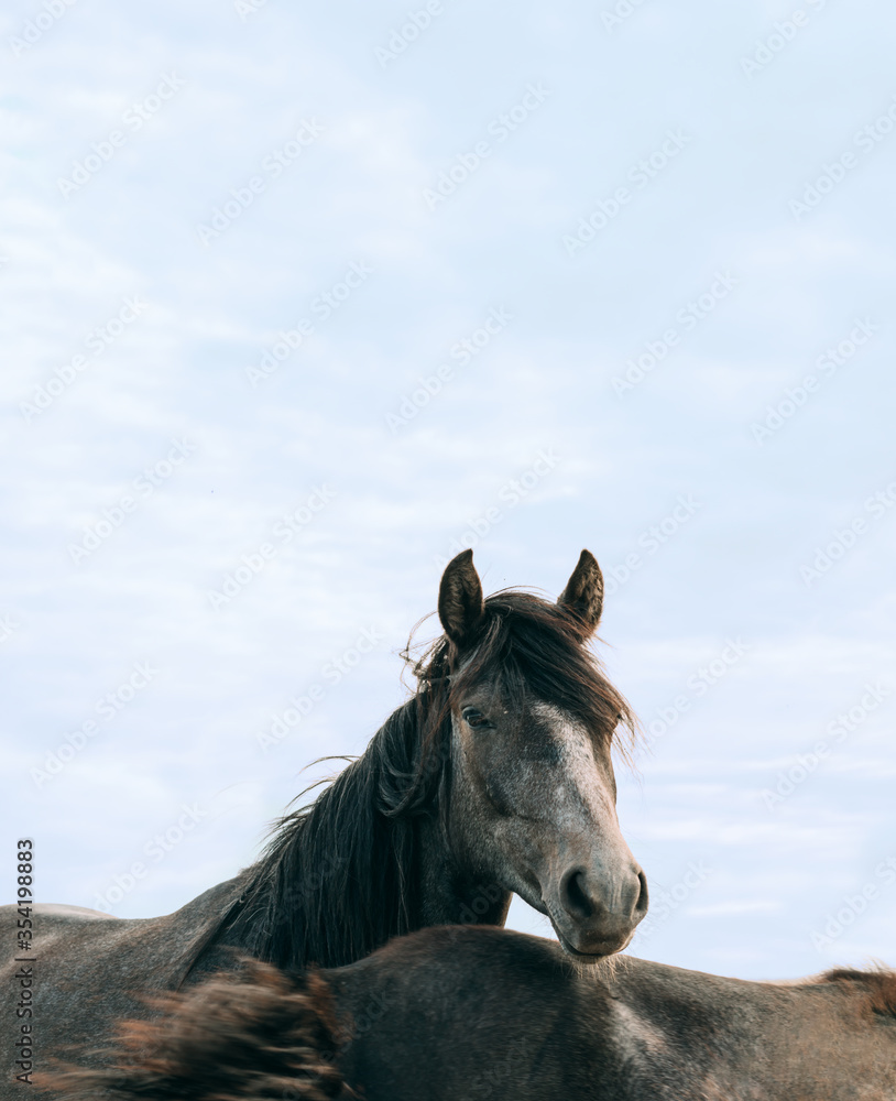 Two dark horses in nature. The background of bright sky Two dark horses in nature. The background of bright sky
