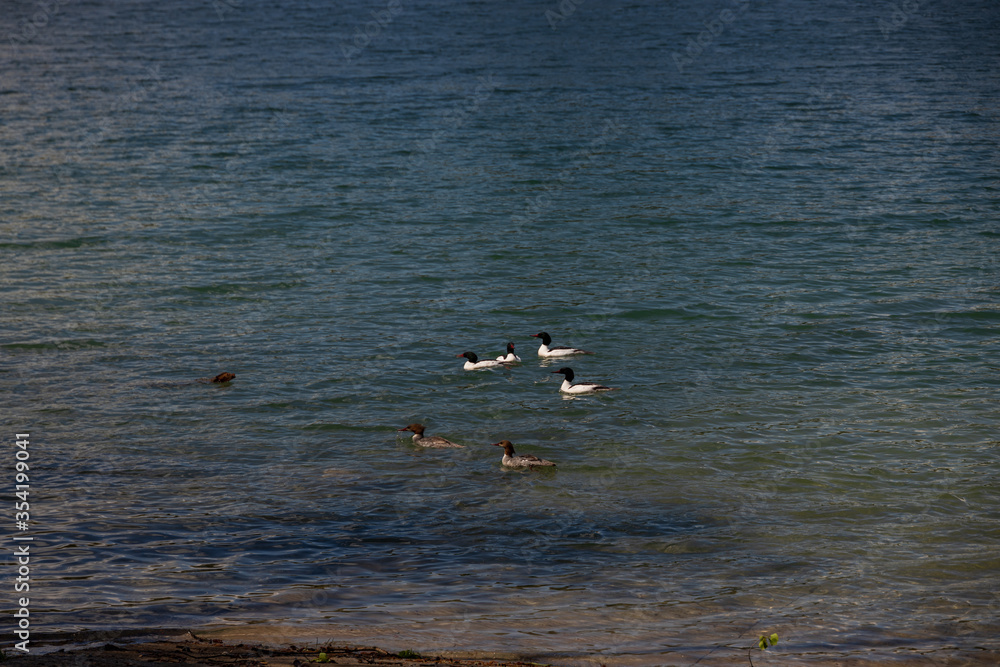 Common Merganser ducks in a lake