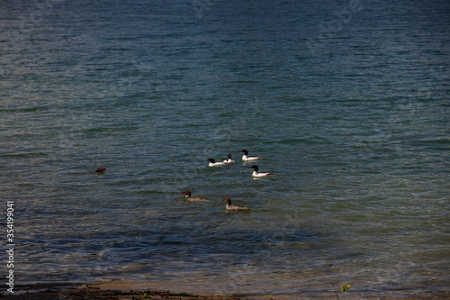Common Merganser ducks in a lake