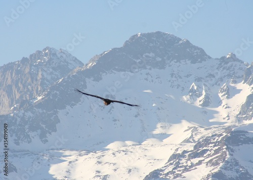 Condor en Vuelo (Parque Mirador de Condores Santiago de Chile) photo