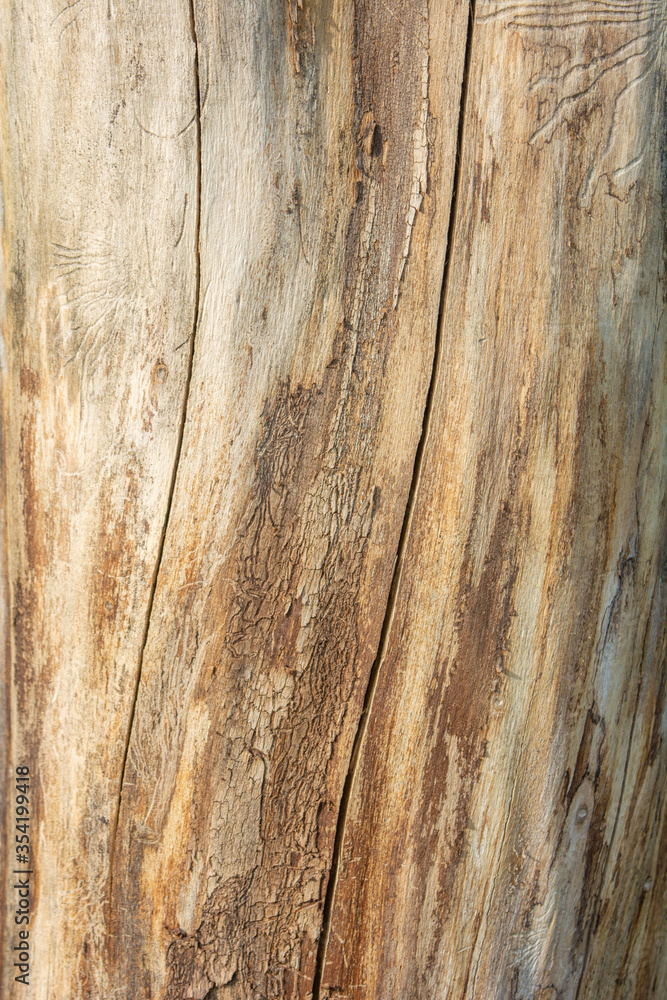 Trunk of dead tree without bark with traces of beetles. Natural wooden surface Trunk of dead tree without bark with traces of beetles. Natural wooden surface