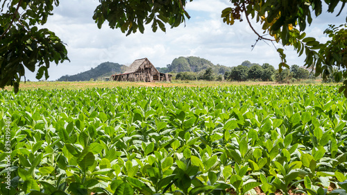 plantación de tabaco en el valle de viñales cuba photo