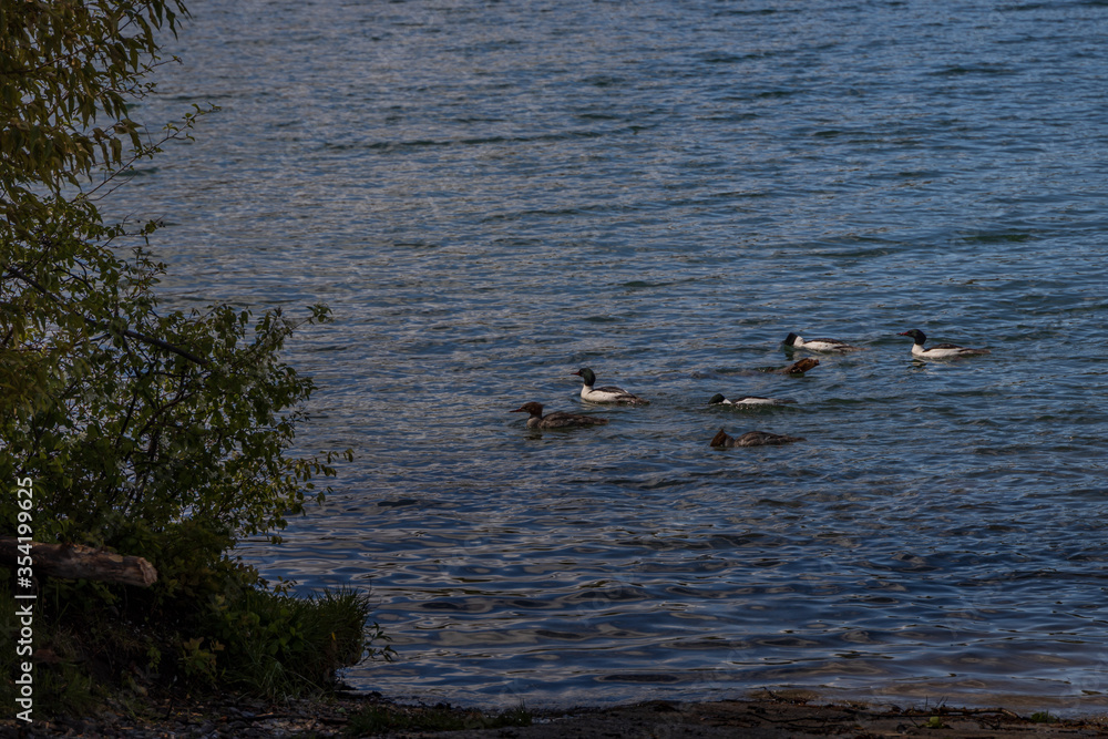 Common Merganser ducks in a lake Common Merganser ducks in a lake