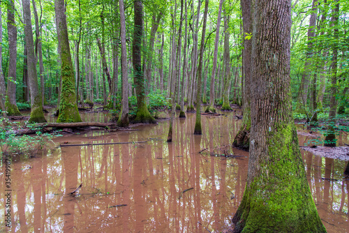 trees in the swamp