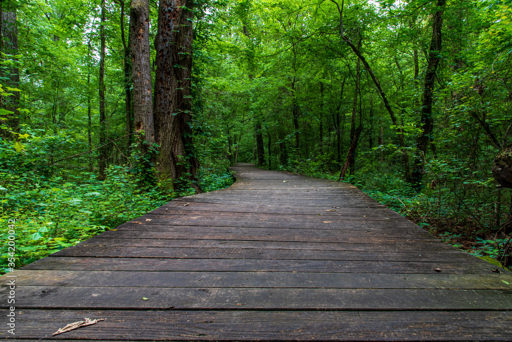 Obraz premium boardwalk in the forest