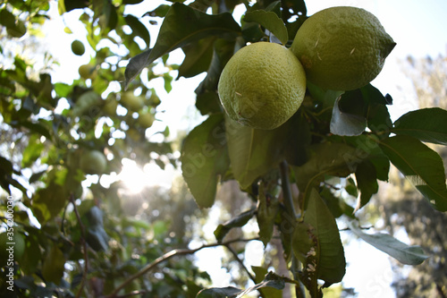 limones