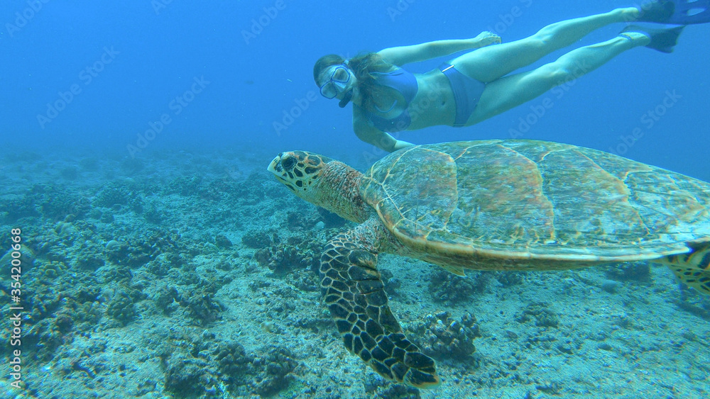 UNDERWATER: Female snorkeler swims along beautiful turtle exploring coral reef
