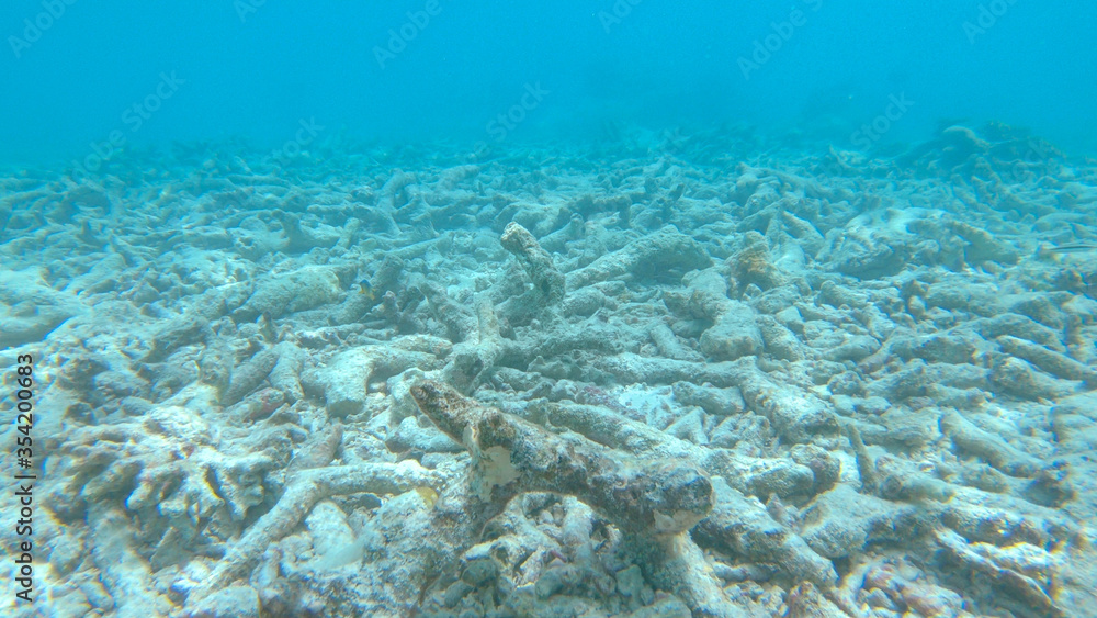 CLOSE UP: Sad view of a devastated bleached exotic coral reef in the Maldives.