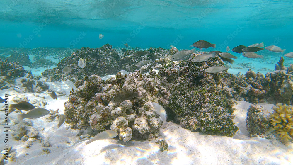 Obraz premium CLOSE UP: Tropical fish swim around the dead corals destroyed by global warming.