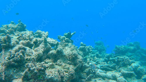 Fototapeta Naklejka Na Ścianę i Meble -  UNDERWATER: Sad view of diving along a bleached exotic coral reef.